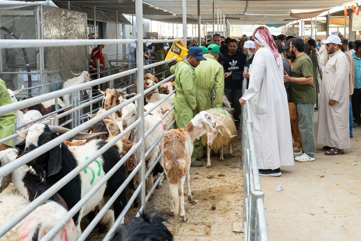 Kuwaitis perform sacrifice rite during Eid Al-AdhaPhoto event